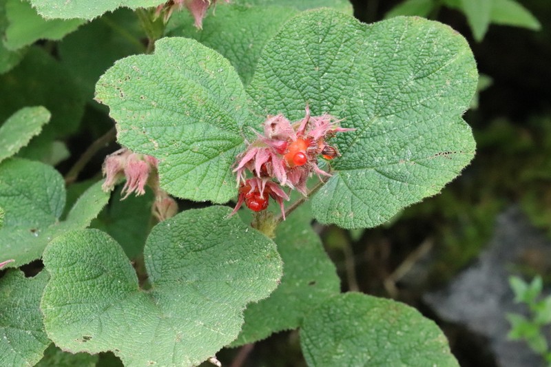 Rubus setchuenensis photo 5