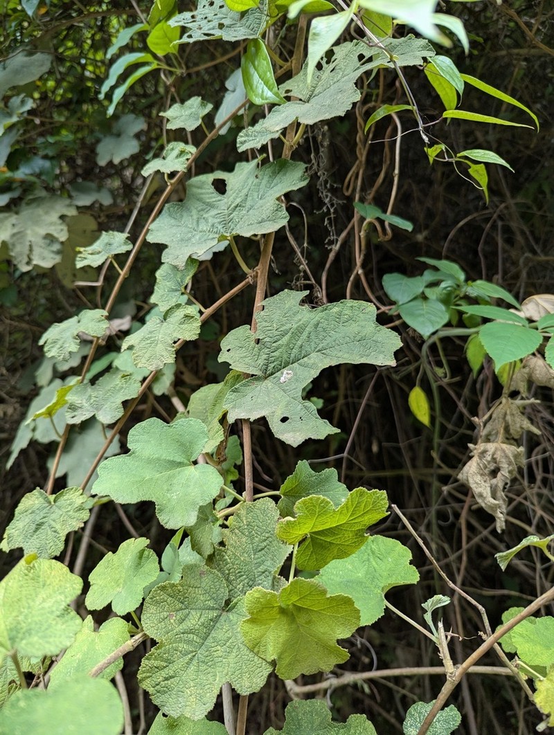 Rubus setchuenensis photo 6