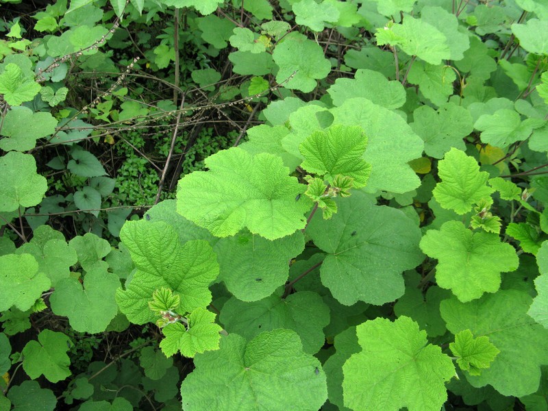 Rubus setchuenensis photo 7