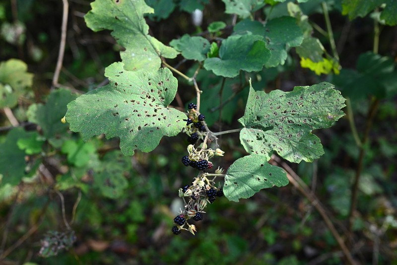 Rubus setchuenensis photo 8