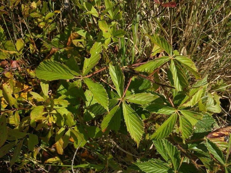 Setose Blackberry photo 5