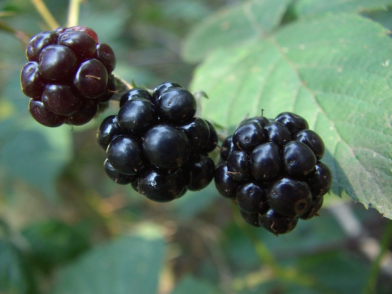 Harsh Dewberry
