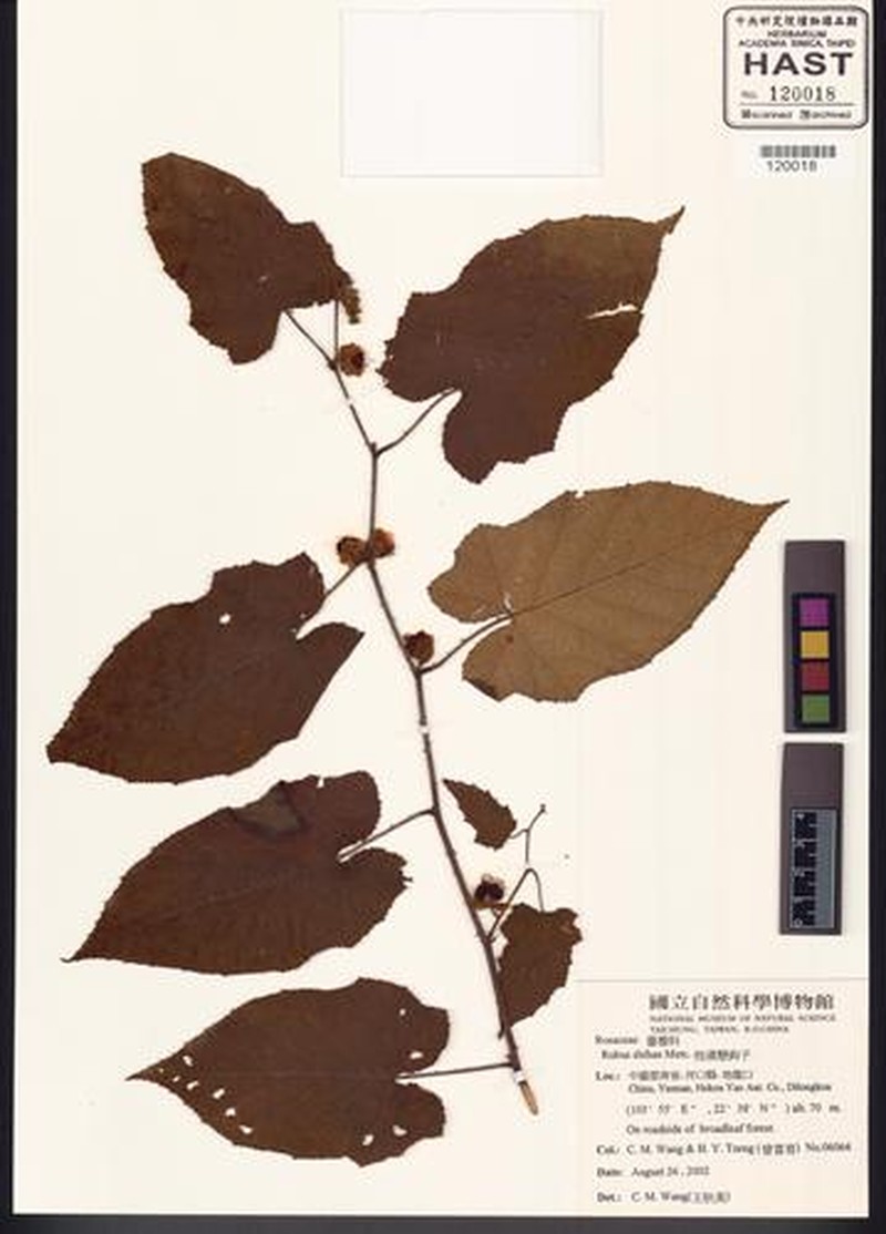 Rubus shihae