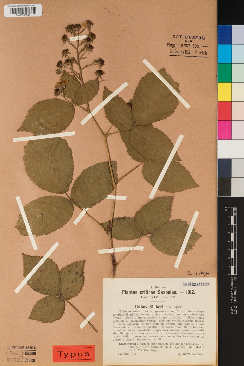 Rubus sieberi