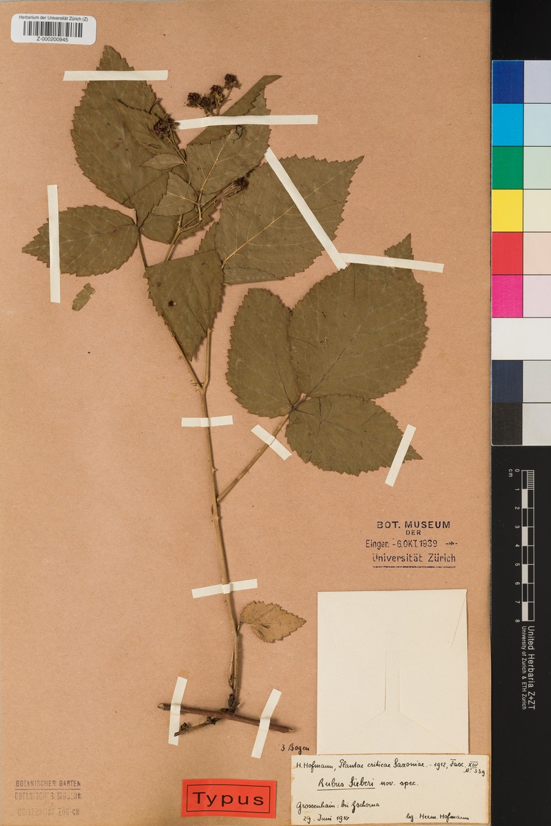 Rubus sieberi photo 2