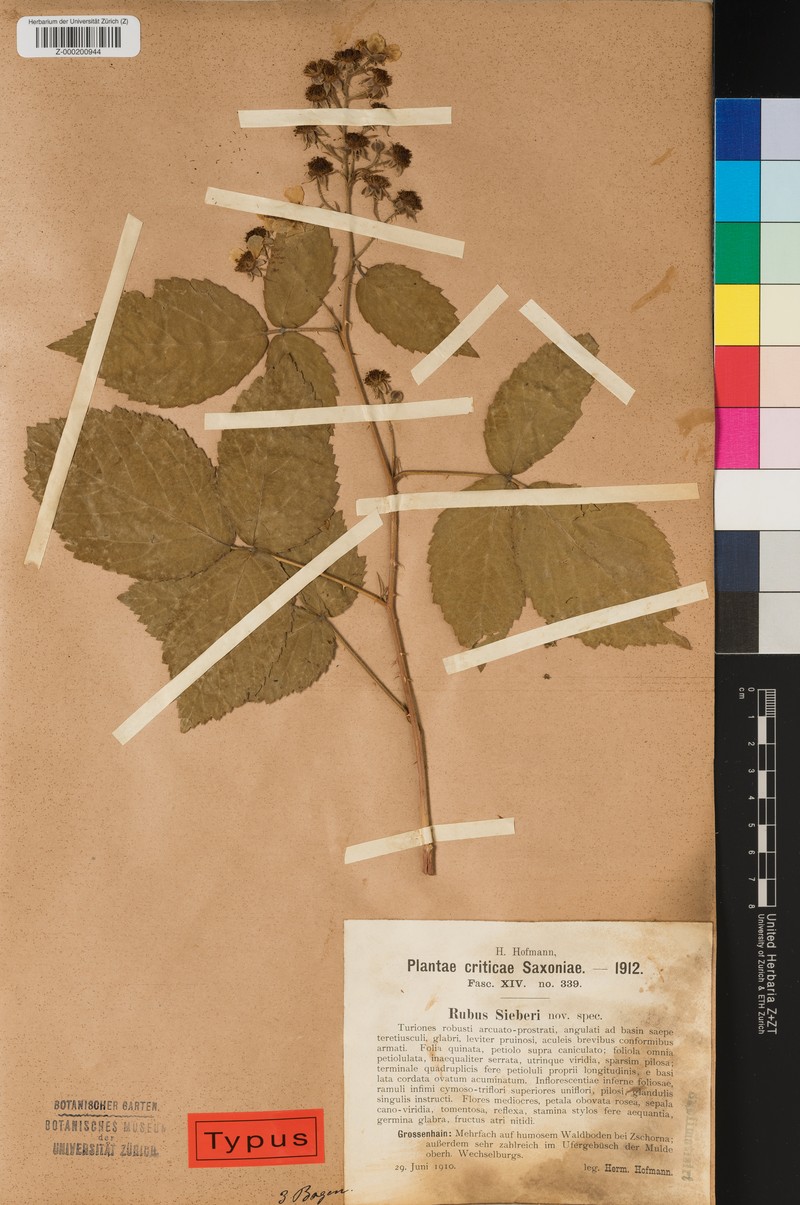 Rubus sieberi photo 3