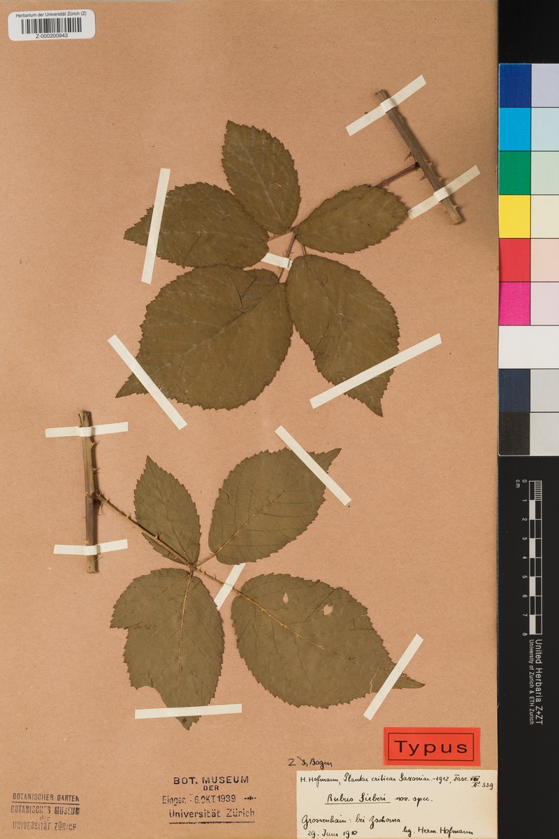 Rubus sieberi photo 4