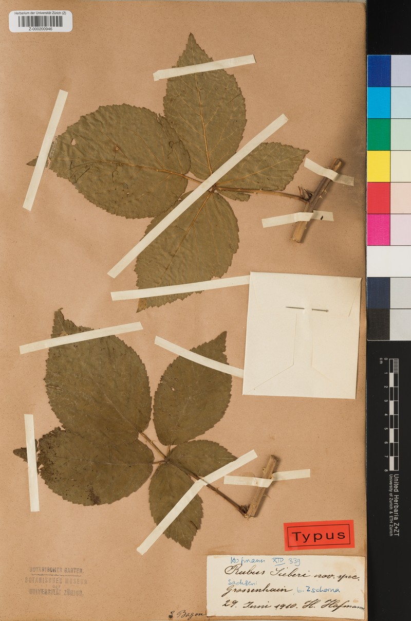 Rubus sieberi photo 5