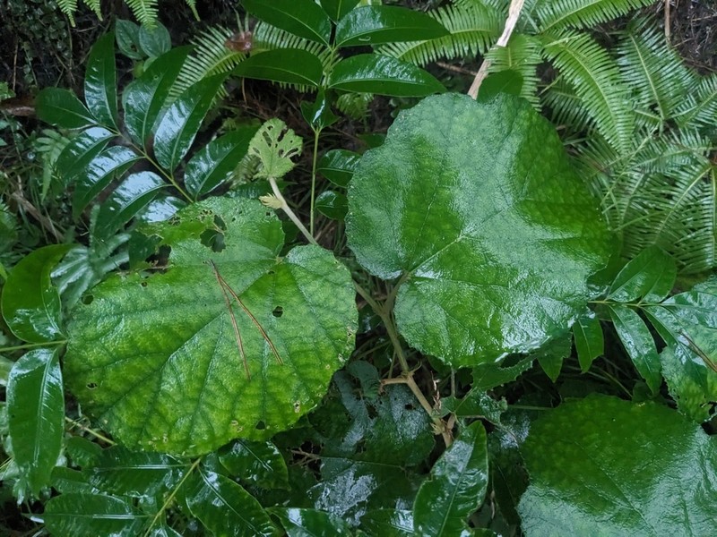 Palmleaf Dewberry photo 2