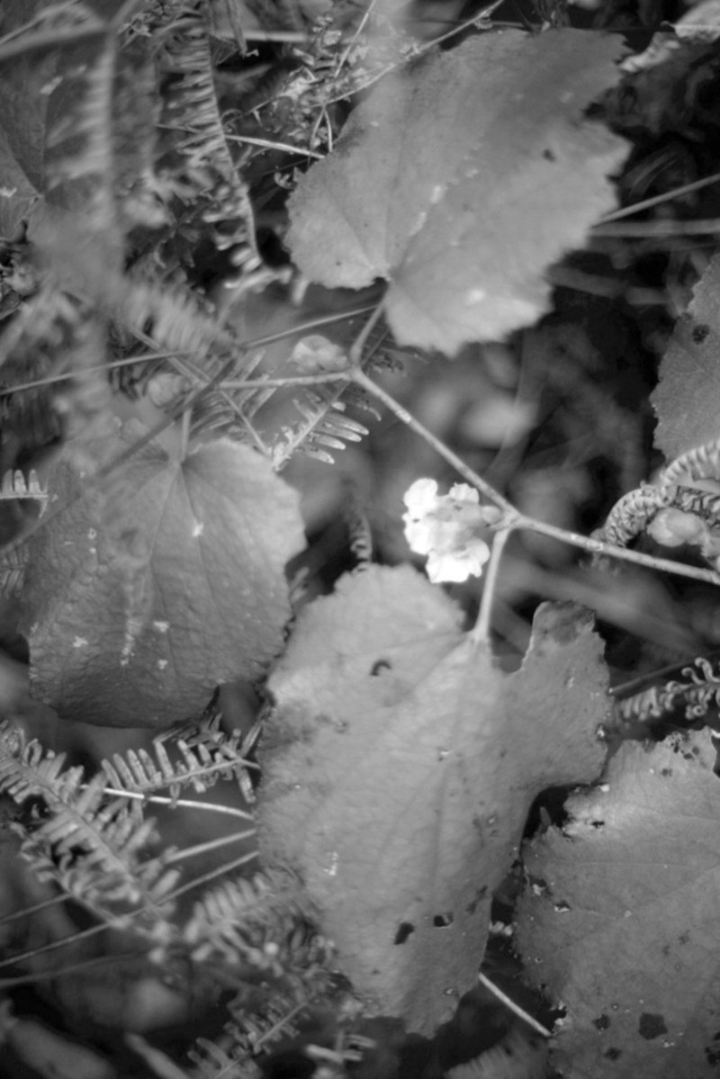 Palmleaf Dewberry photo 3