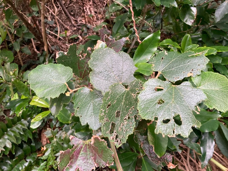 Palmleaf Dewberry photo 4