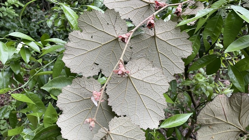 Palmleaf Dewberry photo 5