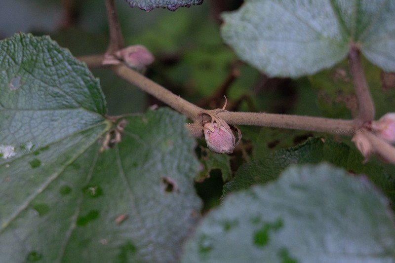 Palmleaf Dewberry photo 7