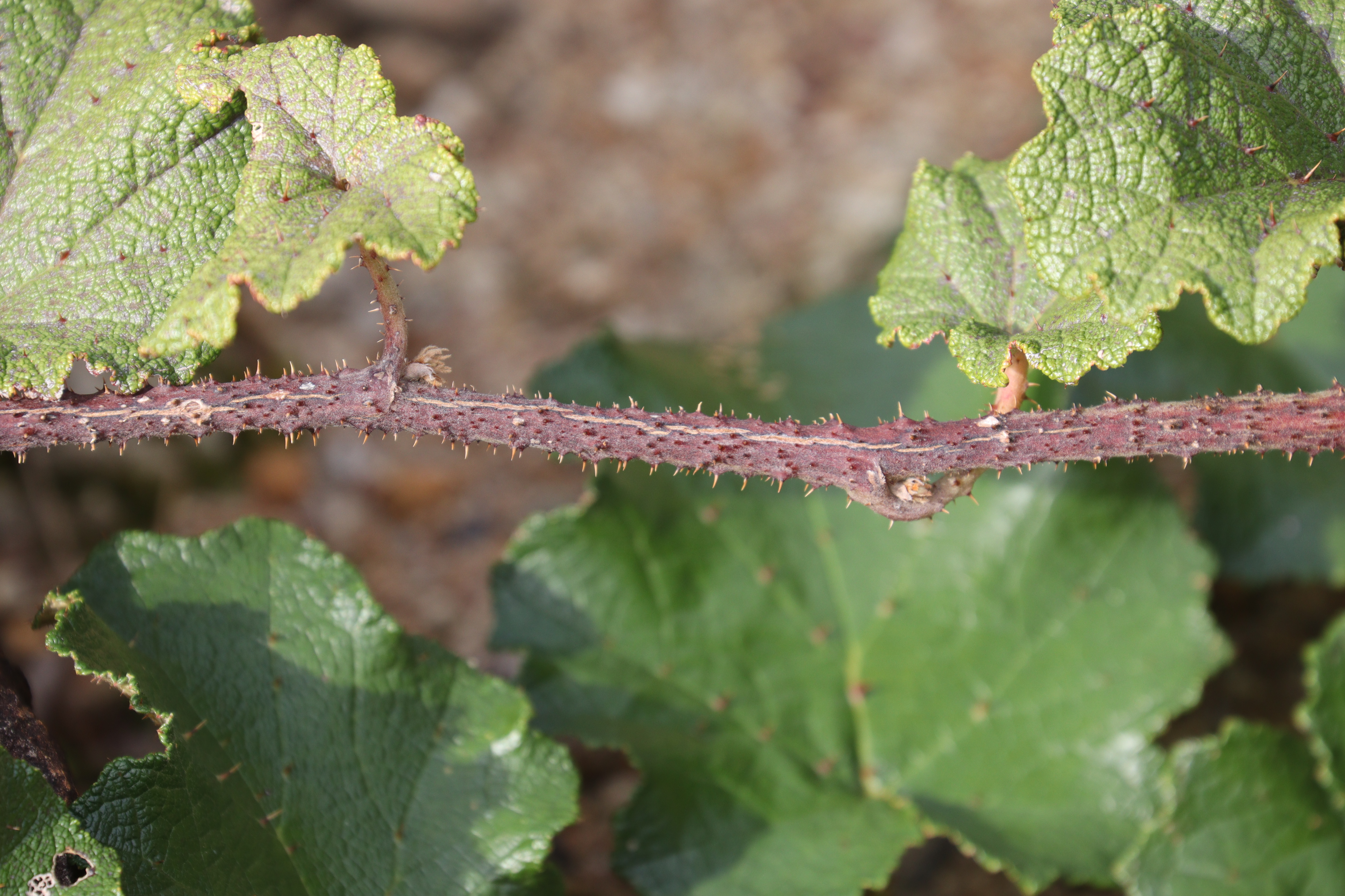 Palmleaf Dewberry photo 4