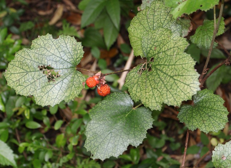 Palmleaf Dewberry photo 2