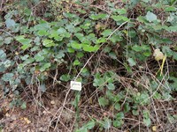 Palmleaf Dewberry
