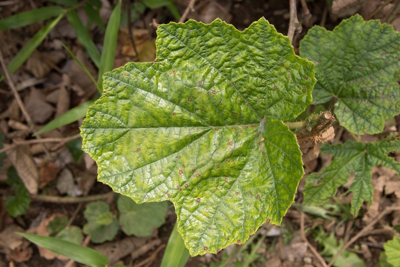 Palmleaf Dewberry photo 3