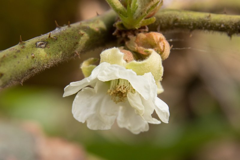 Palmleaf Dewberry photo 5