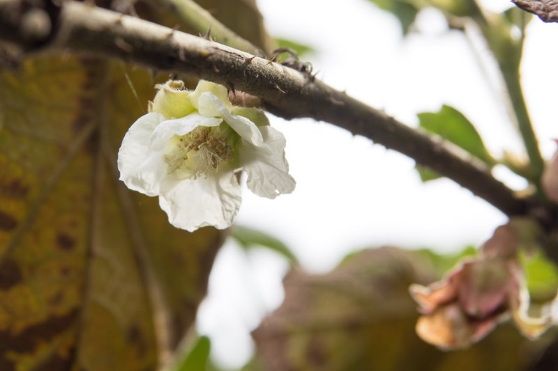 Palmleaf Dewberry photo 6