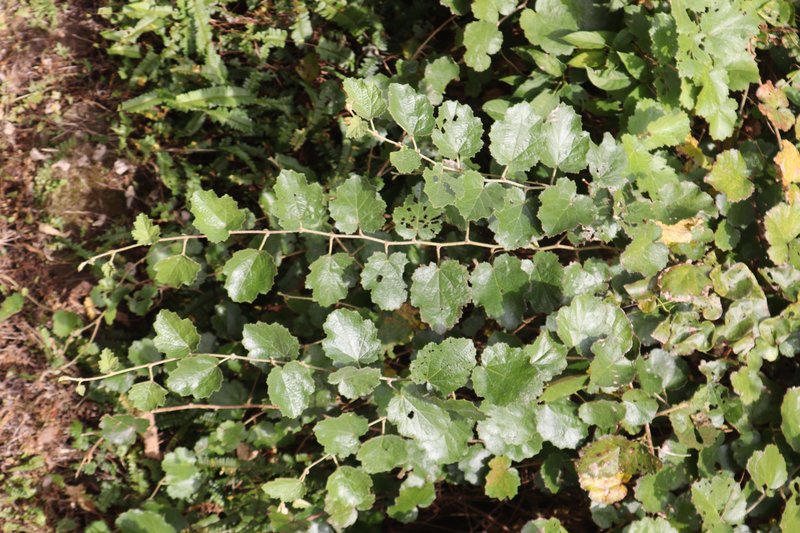 Palmleaf Dewberry photo 7