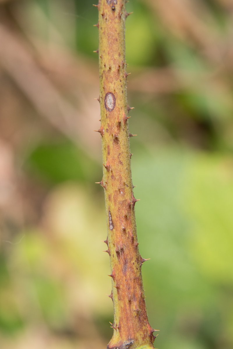Palmleaf Dewberry photo 8