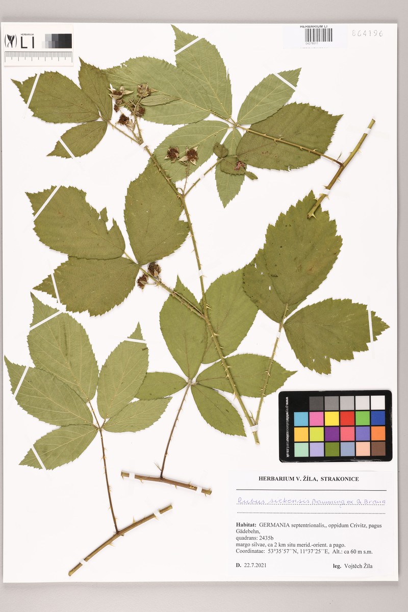 Rubus siekensis