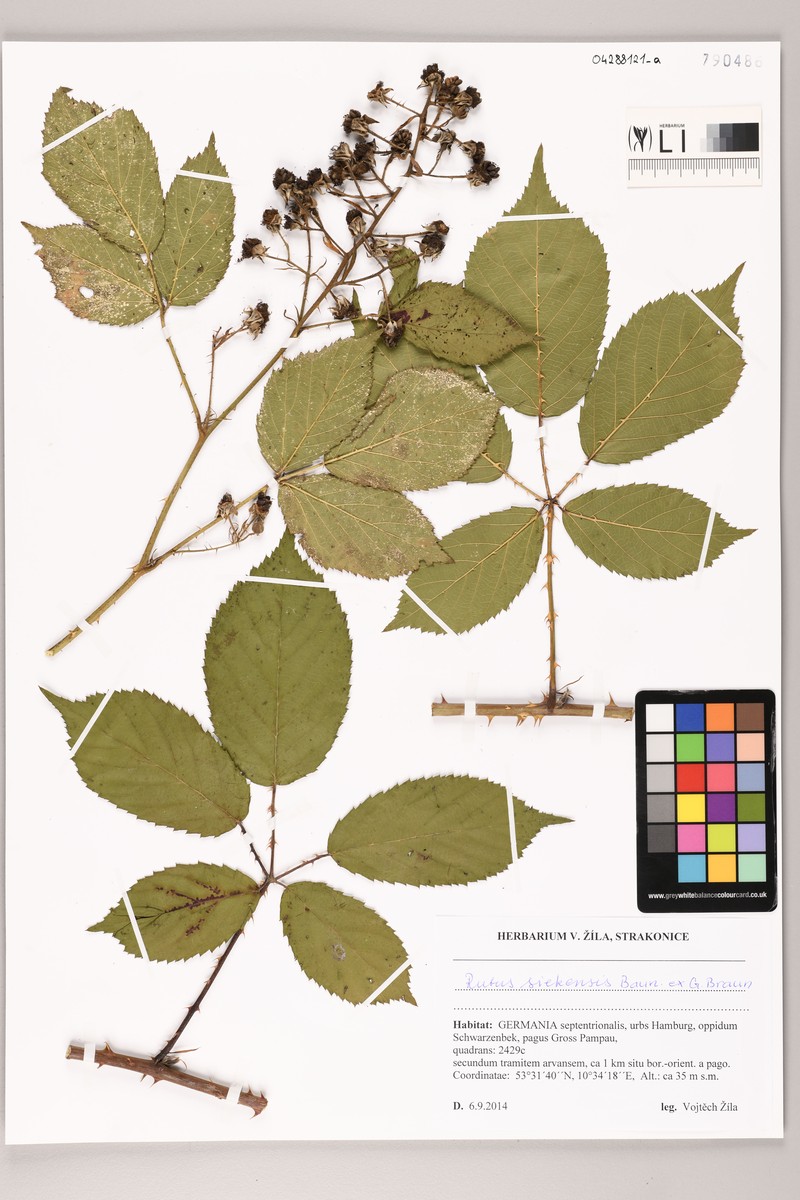 Rubus siekensis photo 2