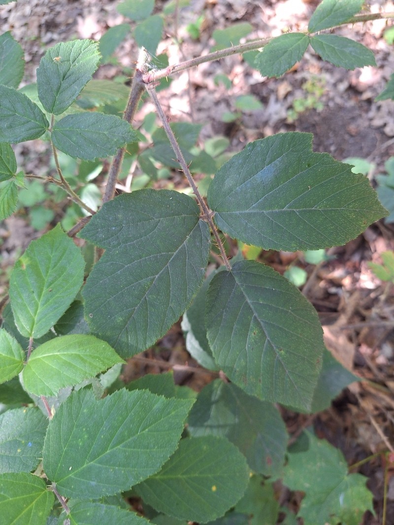 Rubus siemianicensis