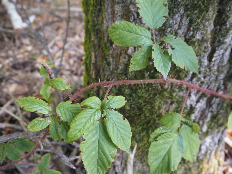 Rubus siemianicensis photo 2