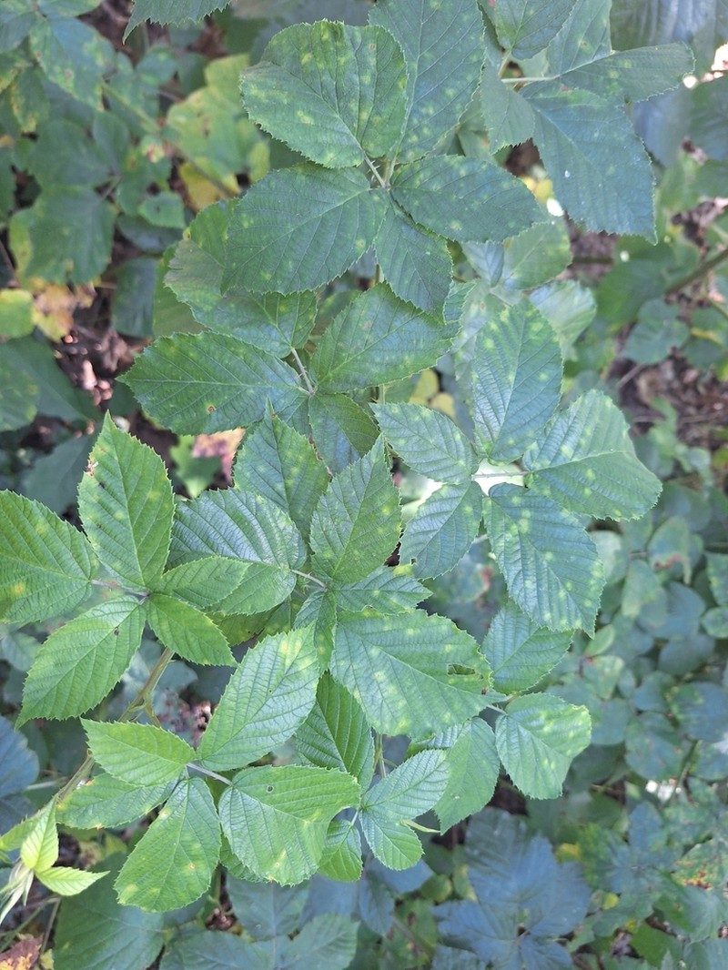 Rubus silesiacus