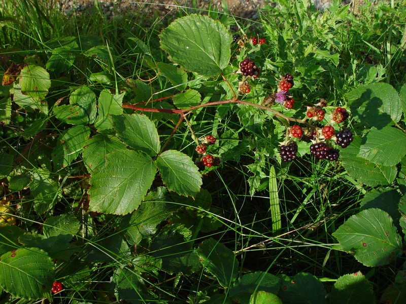 Rubus silurum photo 2