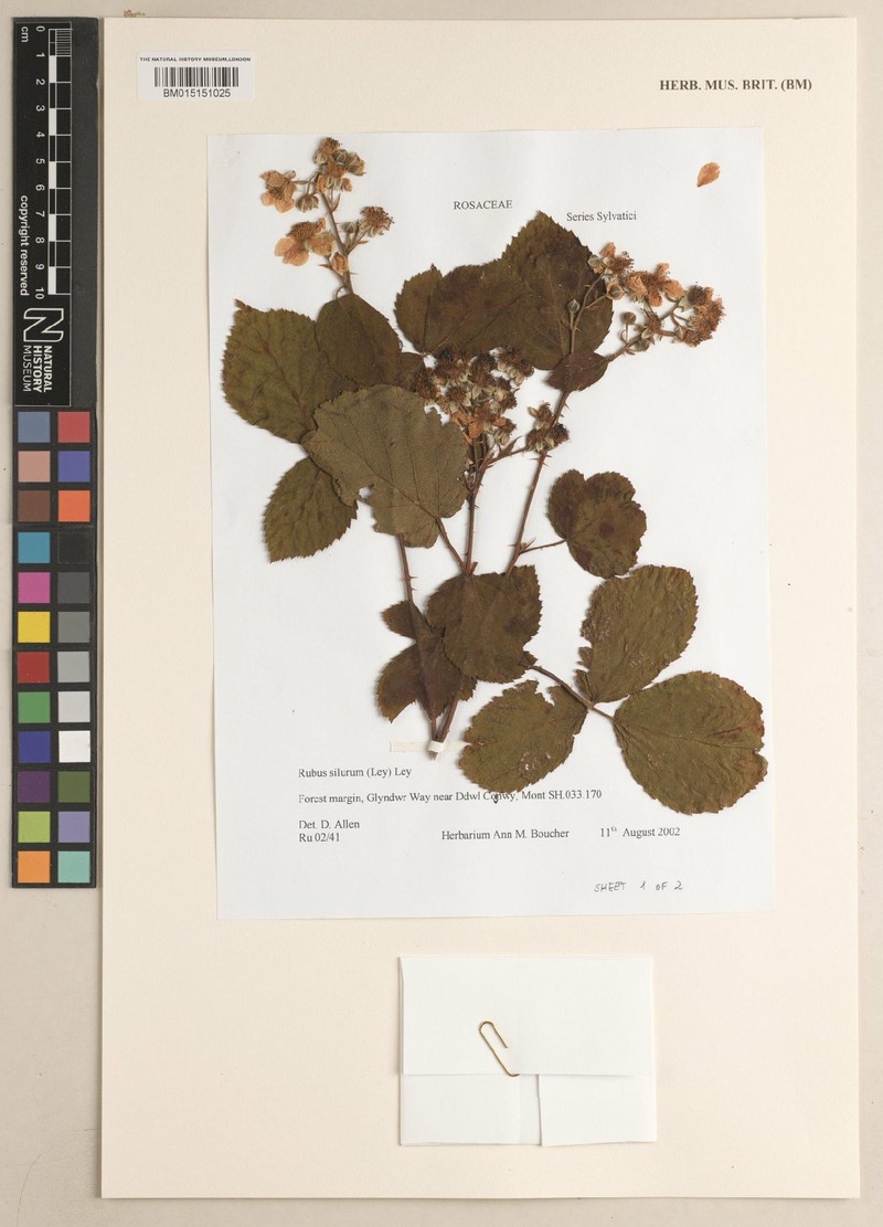 Rubus silurum photo 3