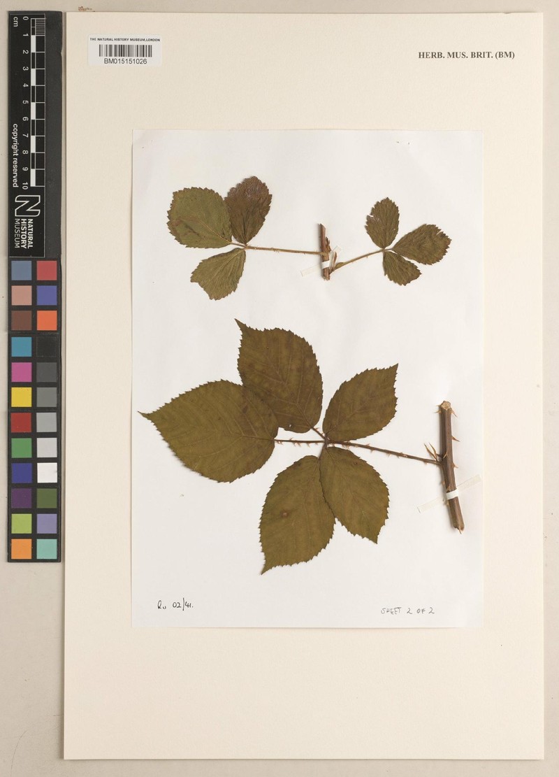Rubus silurum photo 4