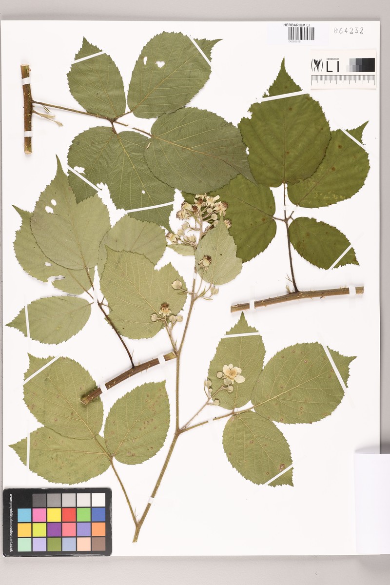 Rubus silvae-bavaricae