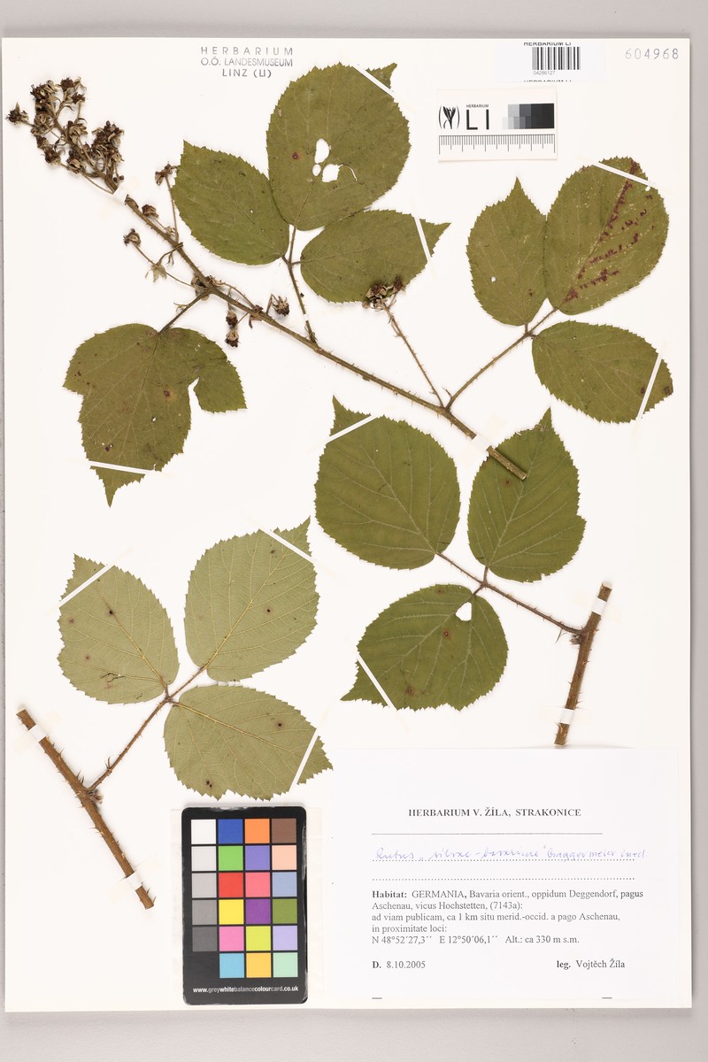 Rubus silvae-bavaricae photo 2