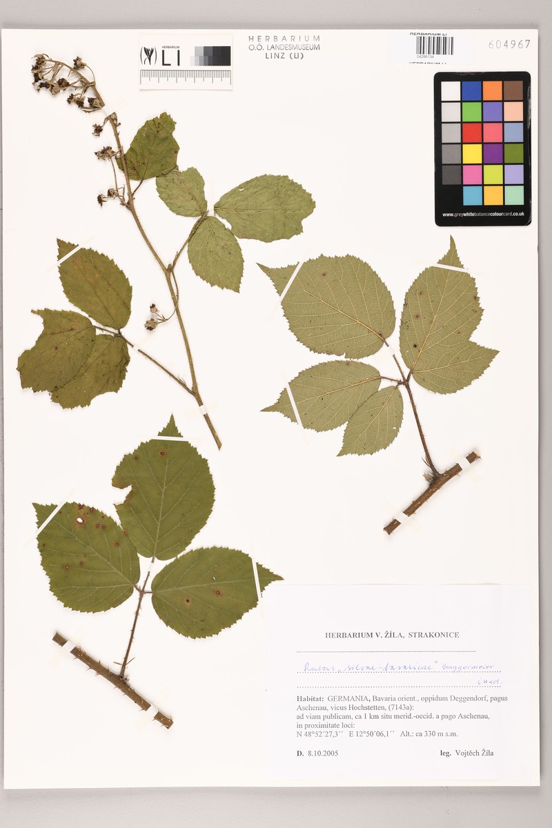 Rubus silvae-bavaricae photo 3