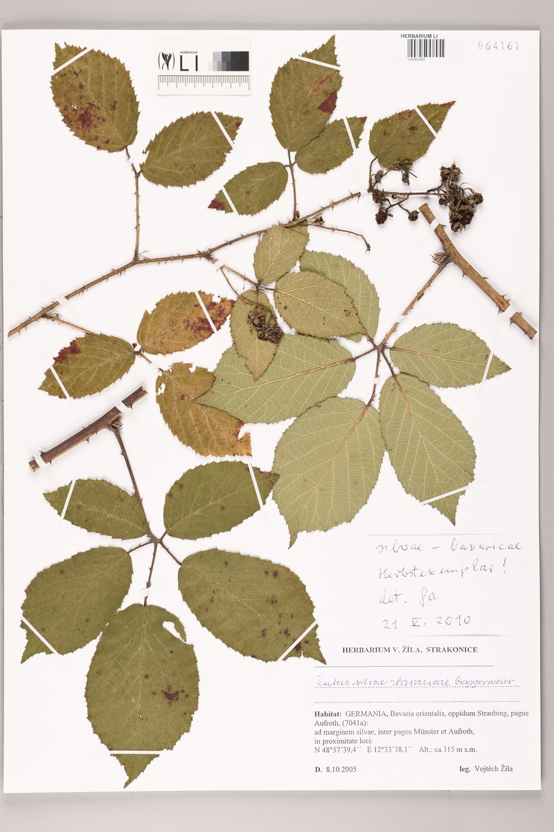 Rubus silvae-bavaricae photo 4