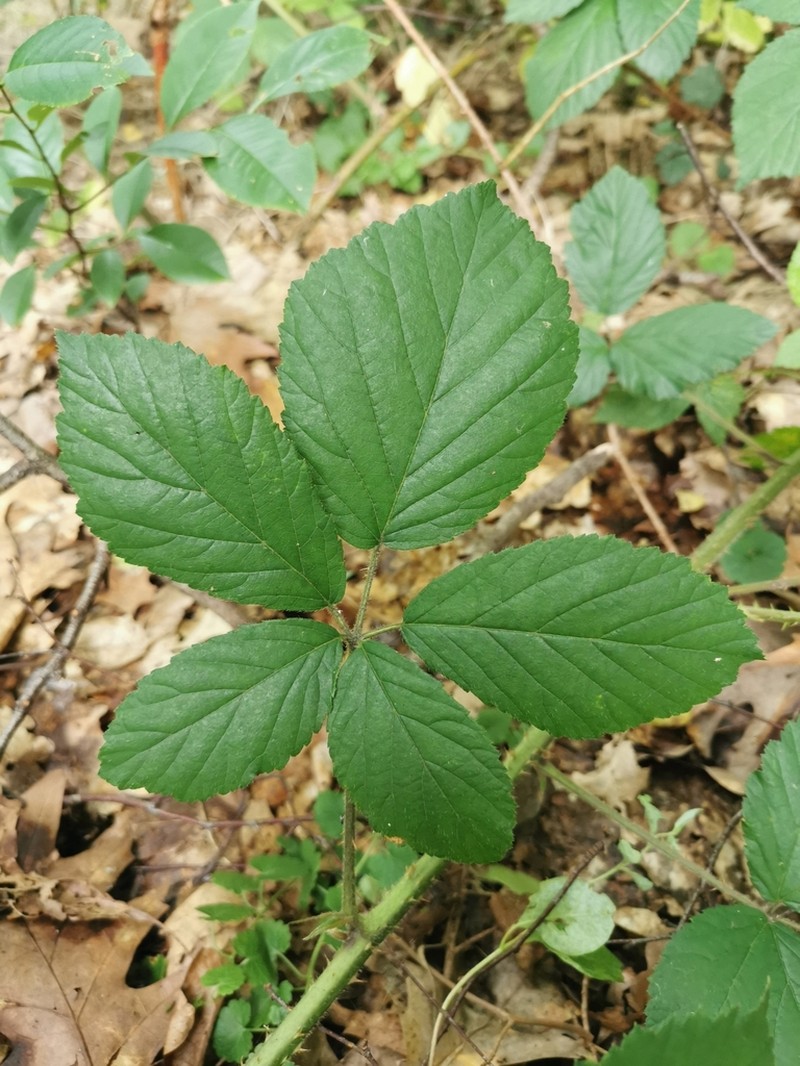 Rubus silvaticus