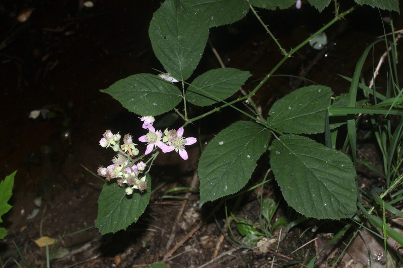 Rubus silvaticus photo 2