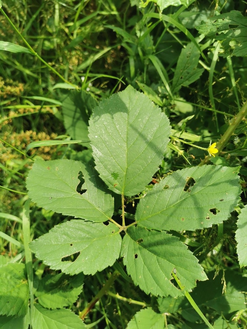 Rubus silvaticus photo 3