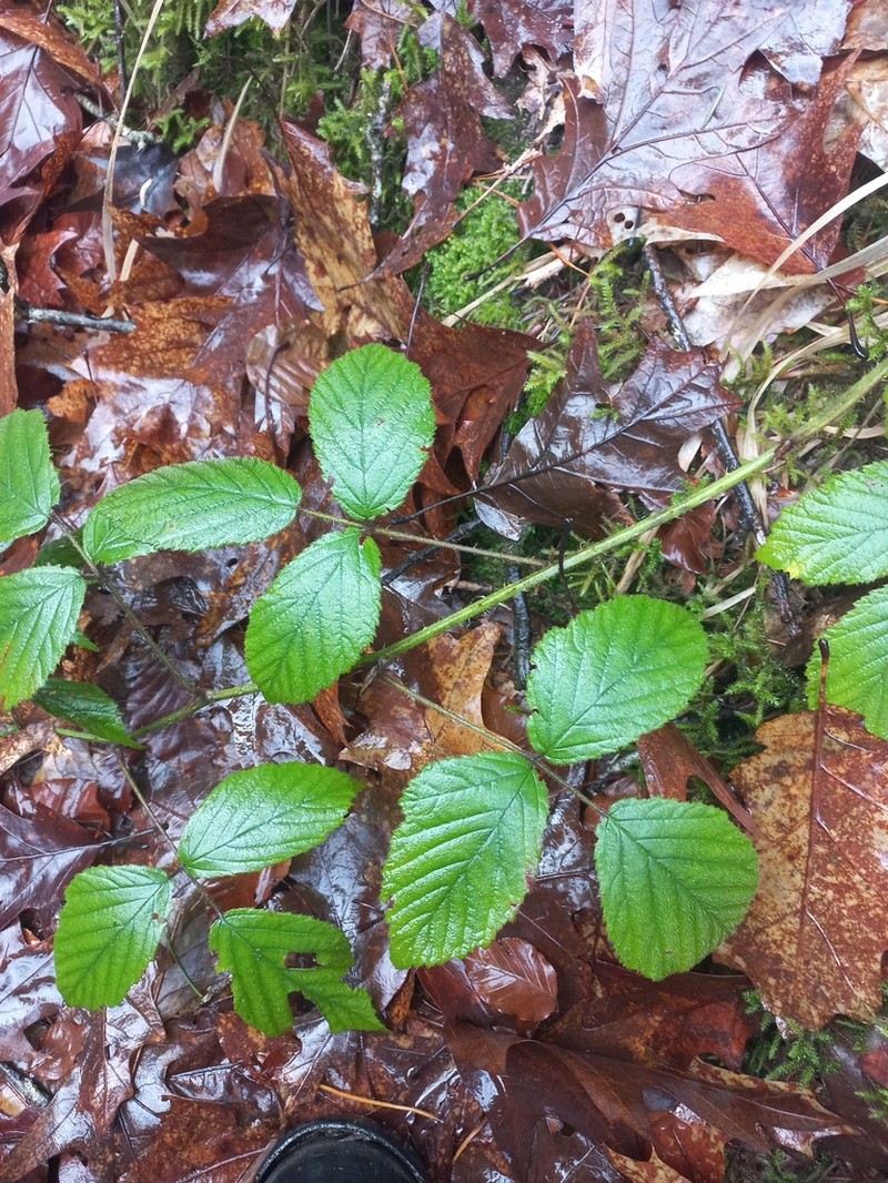 Rubus silvaticus photo 4