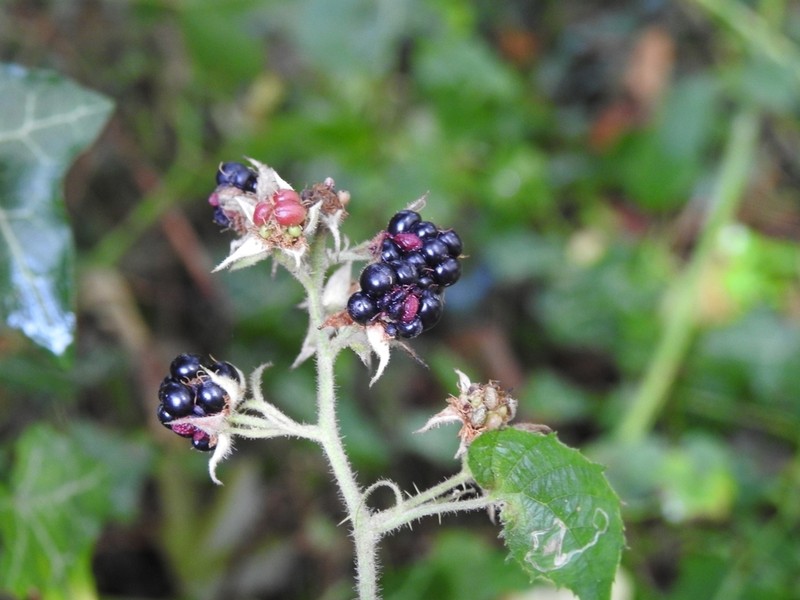 Rubus silvaticus photo 5