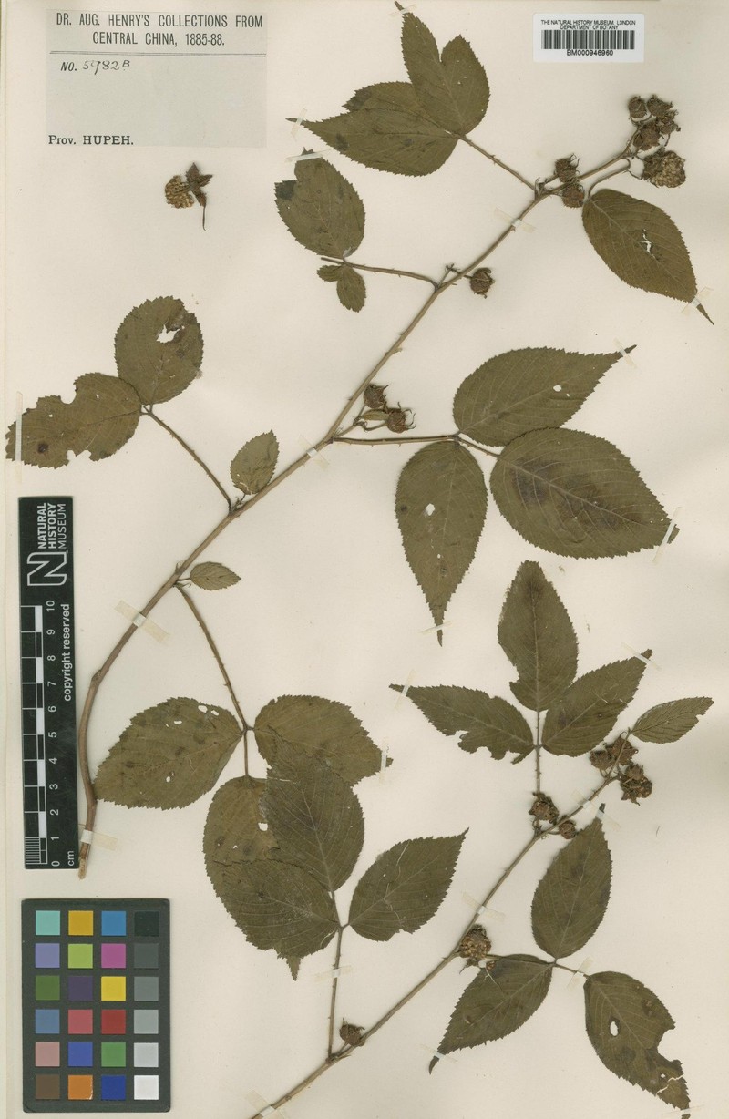 Rubus simplex photo 2