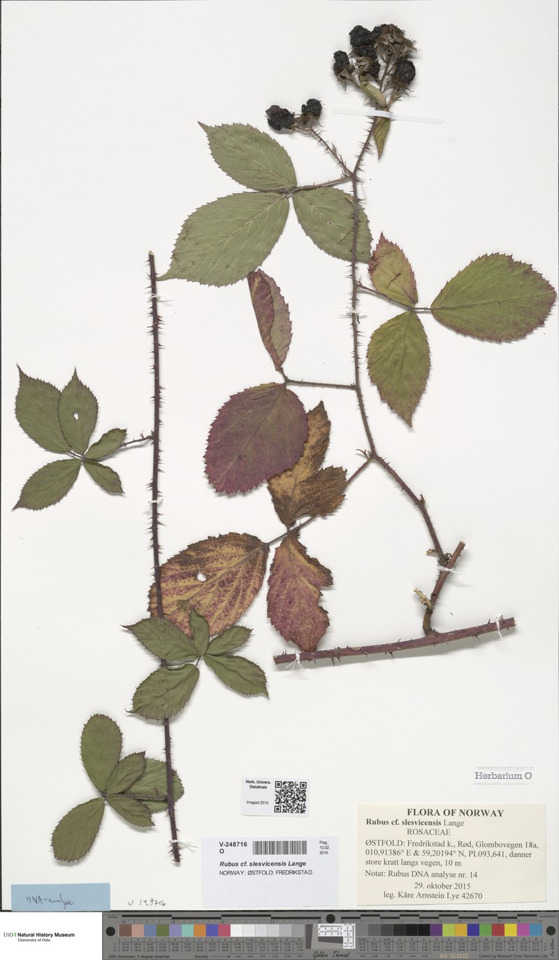 Rubus slesvicensis