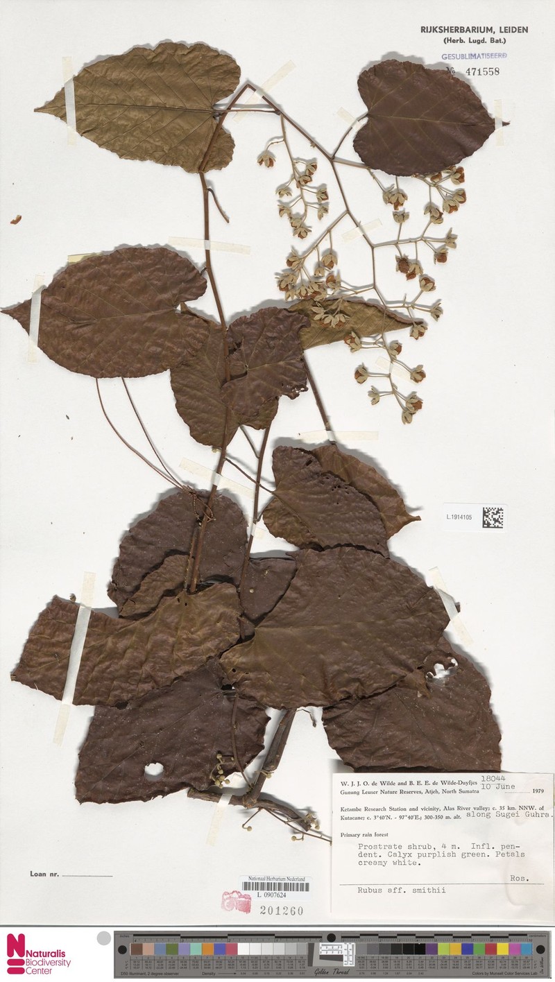 Rubus smithii