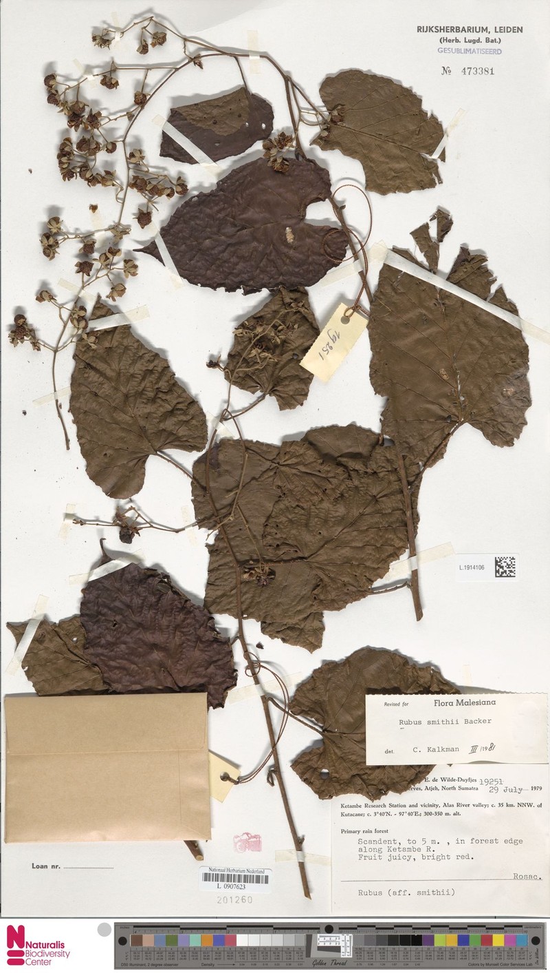 Rubus smithii photo 2