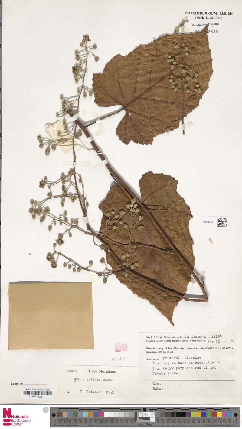 Rubus smithii photo 3