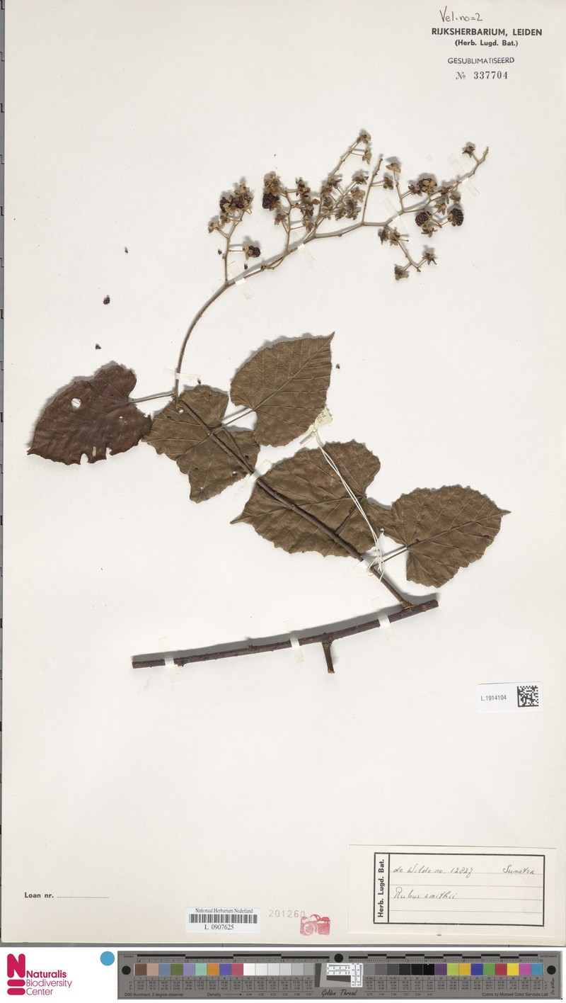 Rubus smithii photo 4