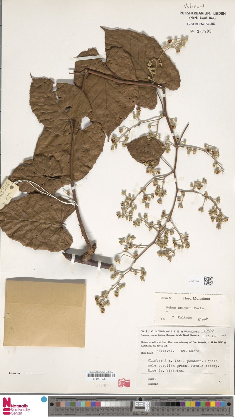 Rubus smithii photo 5