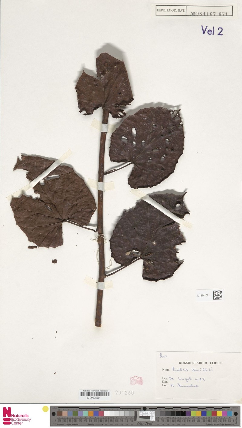 Rubus smithii photo 6